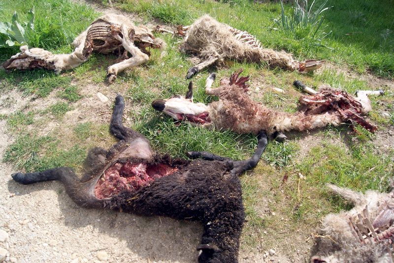 La Junta de Castilla y León pide que se denuncien los ataques de lobos 